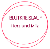 Blutkreislauf